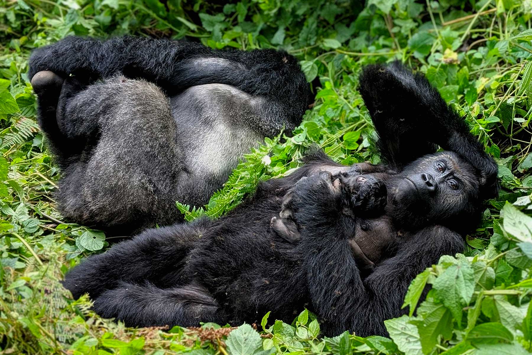 Gorilla Habituation vs Gorilla Trekking