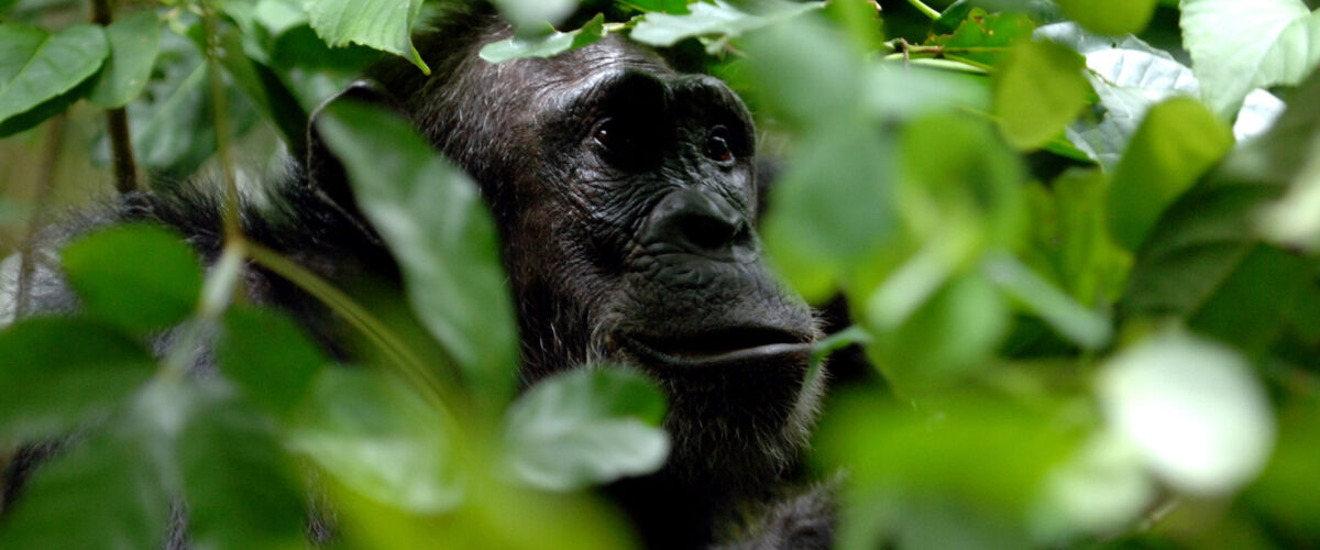 Chimpanzee Trekking in Nyungwe