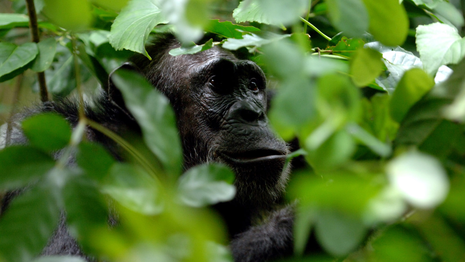 Chimpanzee Trekking in Nyungwe