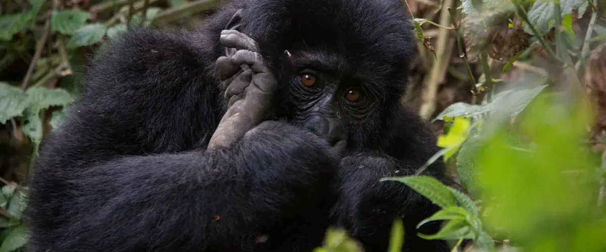 Tented Camp vs Forest Lodge in Rwanda