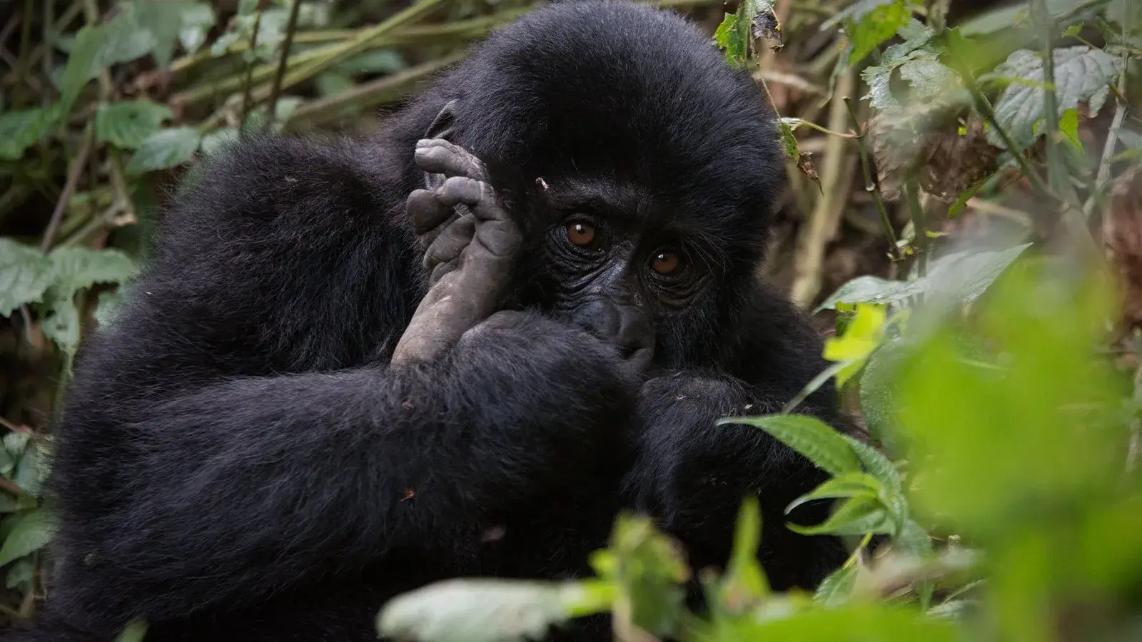 Tented Camp vs Forest Lodge in Rwanda