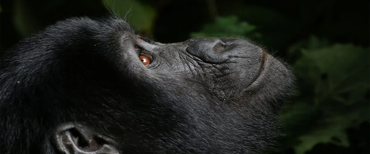 How Much Does a Luxury Rwanda Safari Cost?