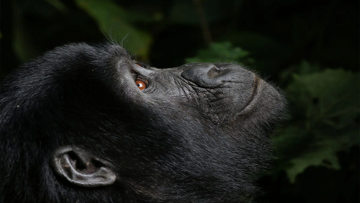 How Much Does a Luxury Rwanda Safari Cost?