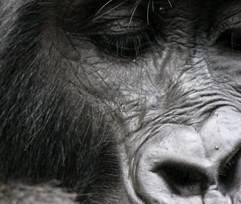 First-Time Rwanda Safari