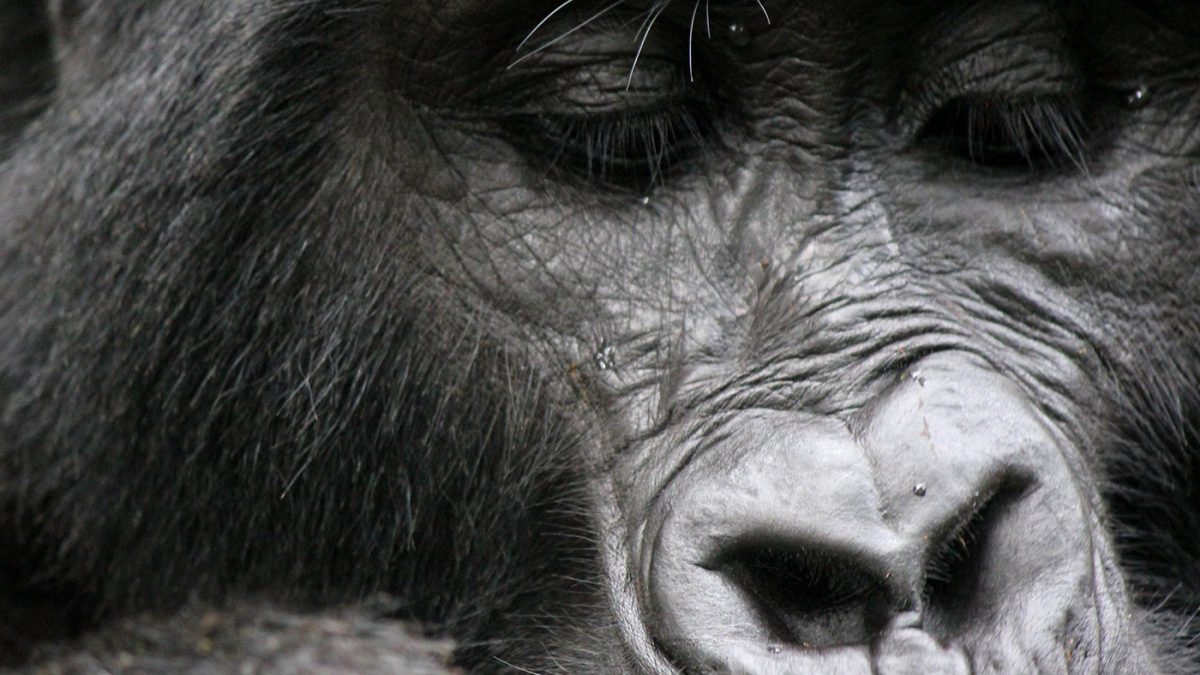 First Time Rwanda Safari