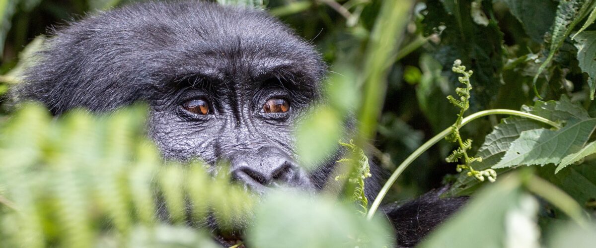Is Rwanda Safe for International Tourists?