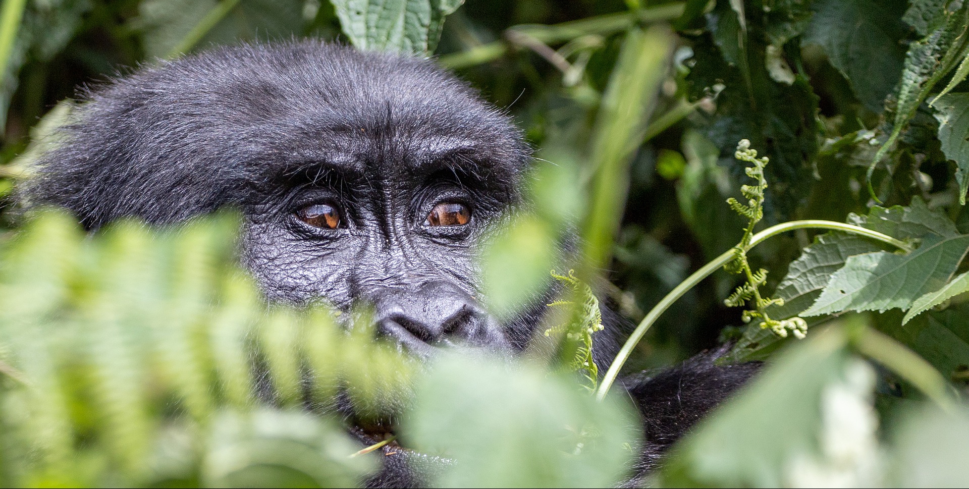 Is Rwanda Safe for International Tourists?