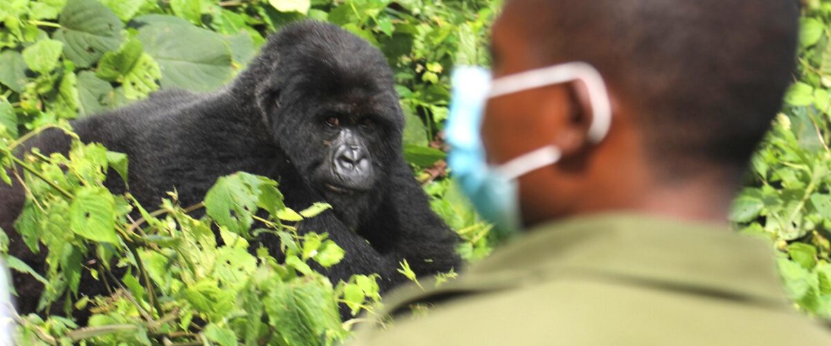 How Many Days Do You Really Need for a Uganda Safari?