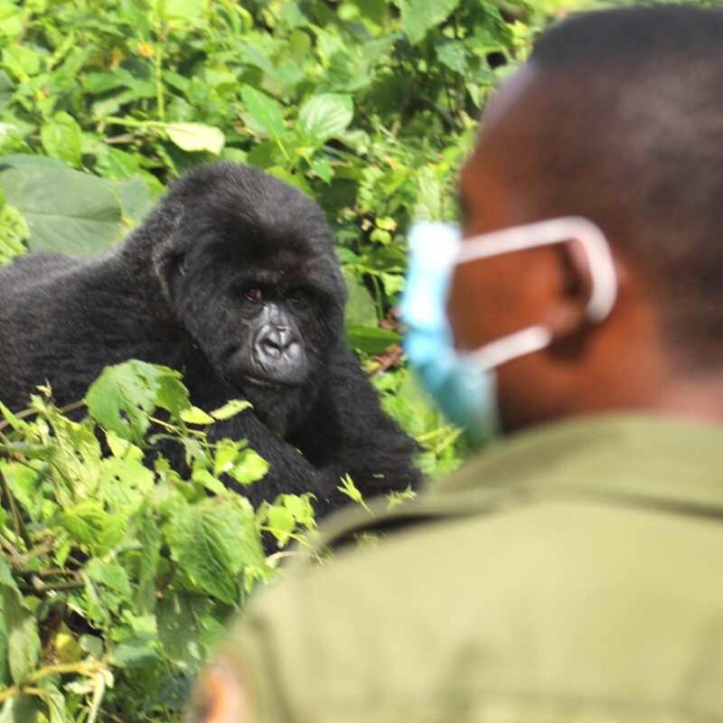 How Many Days Do You Really Need for a Uganda Safari? How Many Days Do You Really Need for a Uganda Safari?