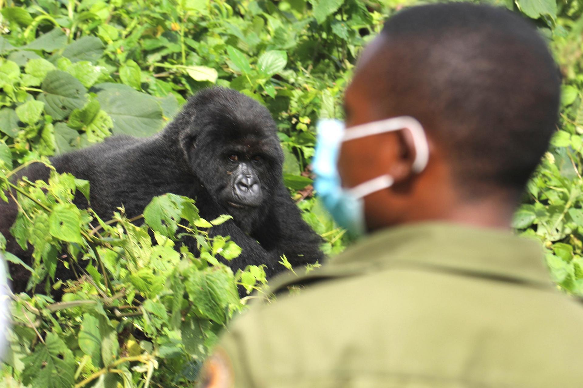 How Many Days Do You Really Need for a Uganda Safari?