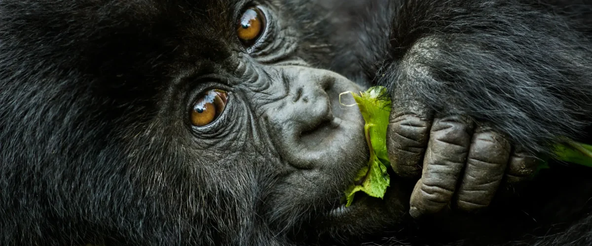 Uganda vs Rwanda for Gorilla Trekking