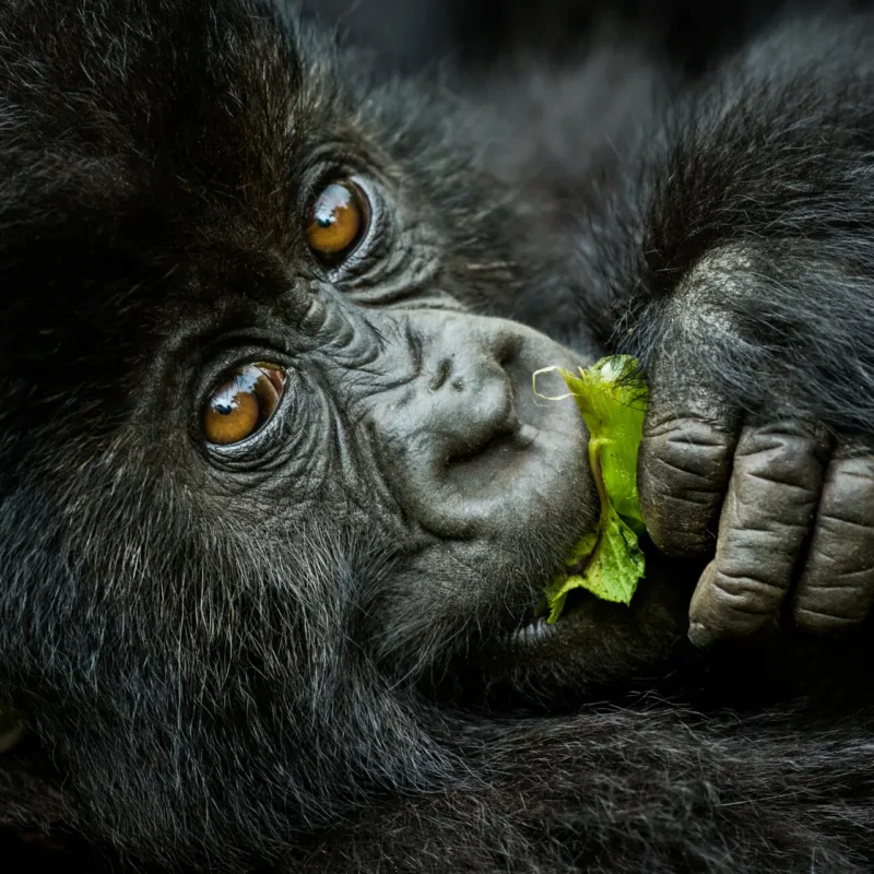 Uganda vs Rwanda for Gorilla Trekking