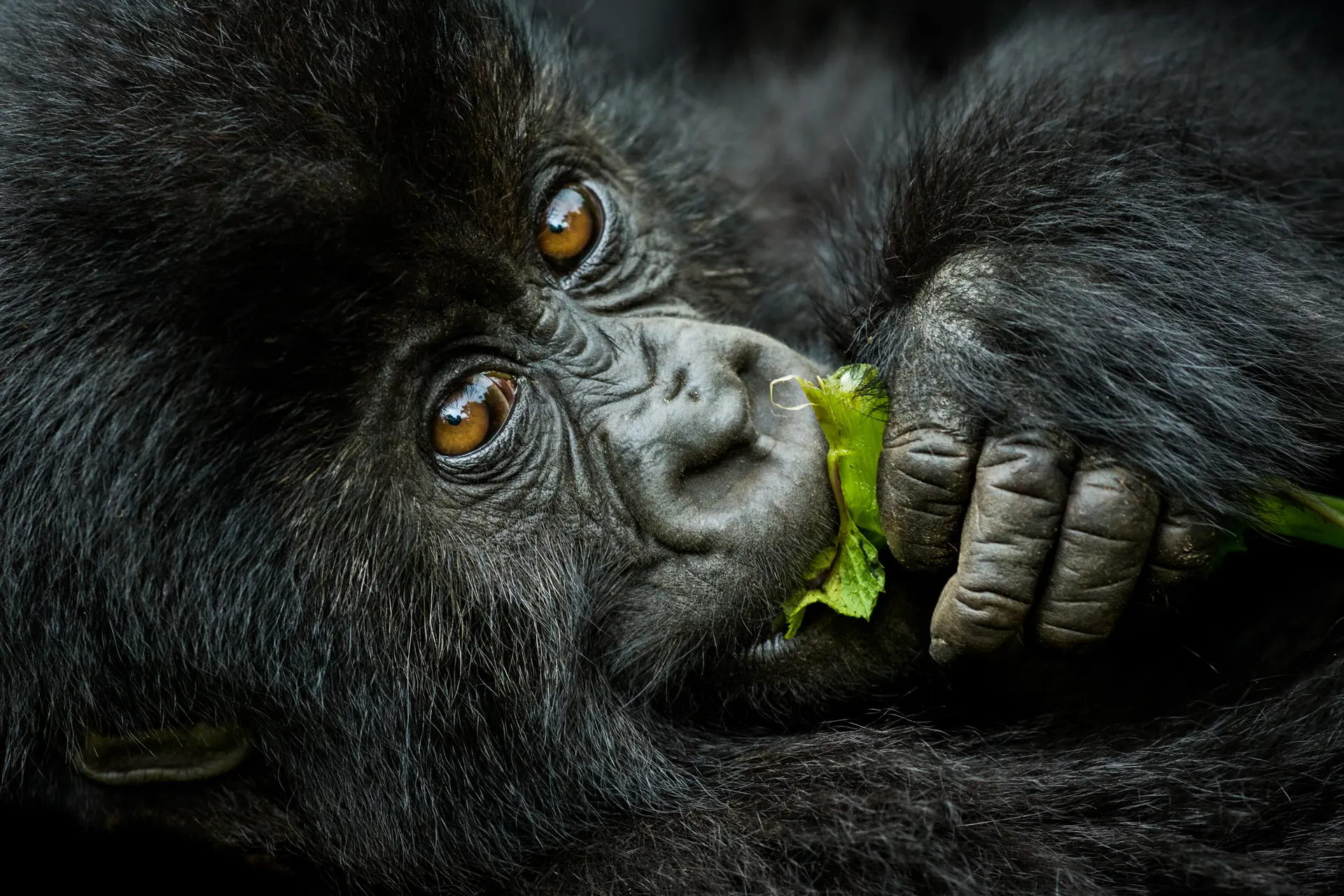 Uganda vs Rwanda for Gorilla Trekking