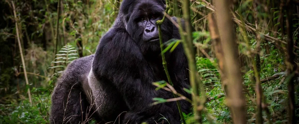 Uganda Beyond the Gorillas