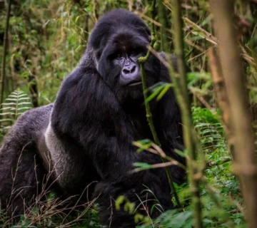 Uganda Beyond the Gorillas