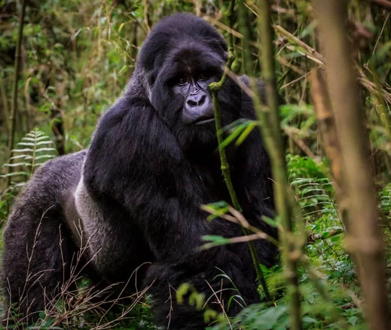 Uganda Beyond the Gorillas Uganda Beyond the Gorillas