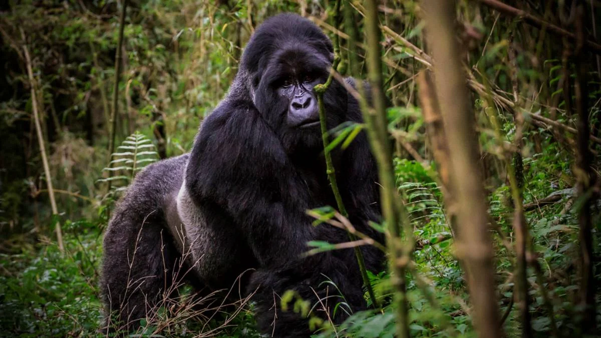 Uganda Beyond the Gorillas
