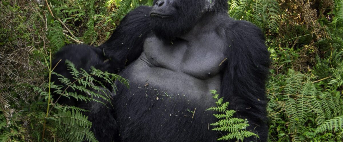 Inside Gorilla Forest Lodge