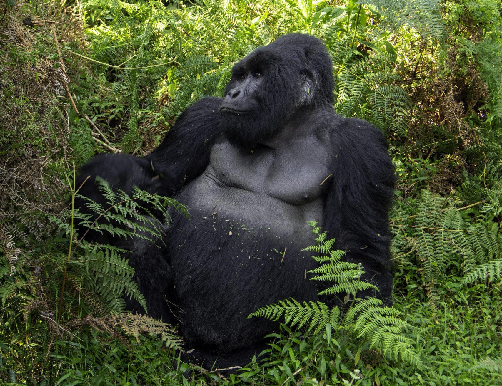 Inside Gorilla Forest Lodge