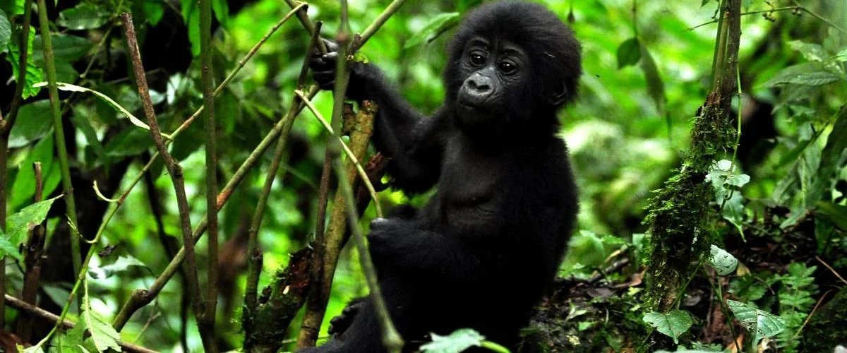 Travel Insurance for a Uganda Gorilla Safari