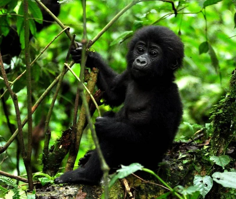 Travel Insurance for a Uganda Gorilla Safari Travel Insurance for a Uganda Gorilla Safari