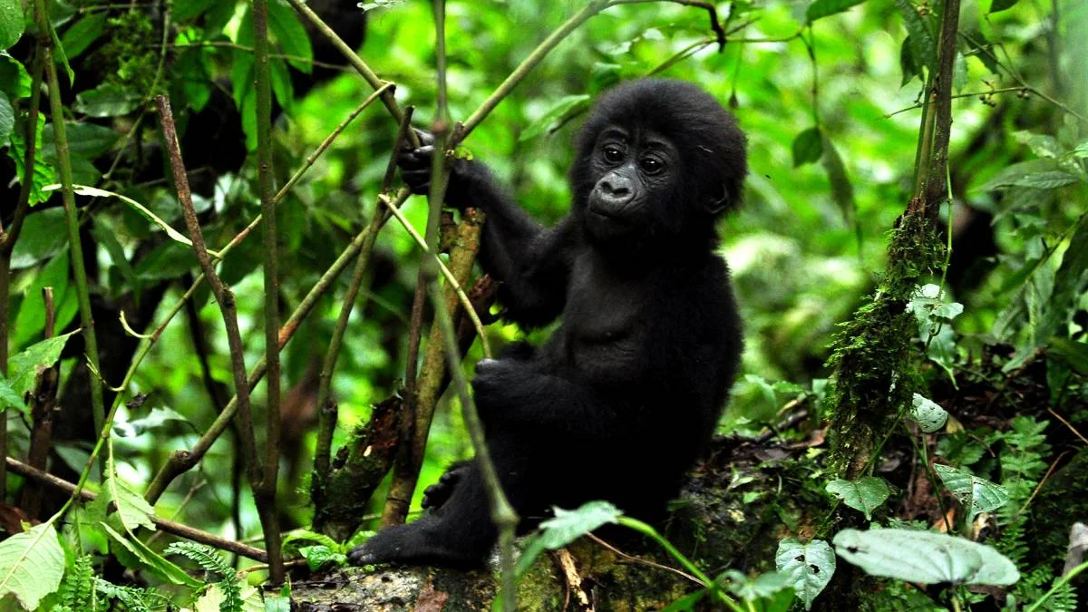 Travel Insurance for a Uganda Gorilla Safari