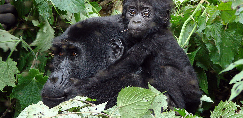 Gorilla Trekking Fitness