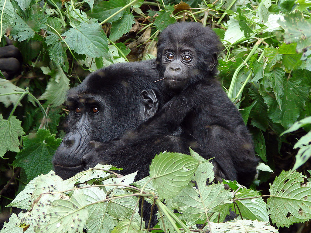 Gorilla Trekking Fitness