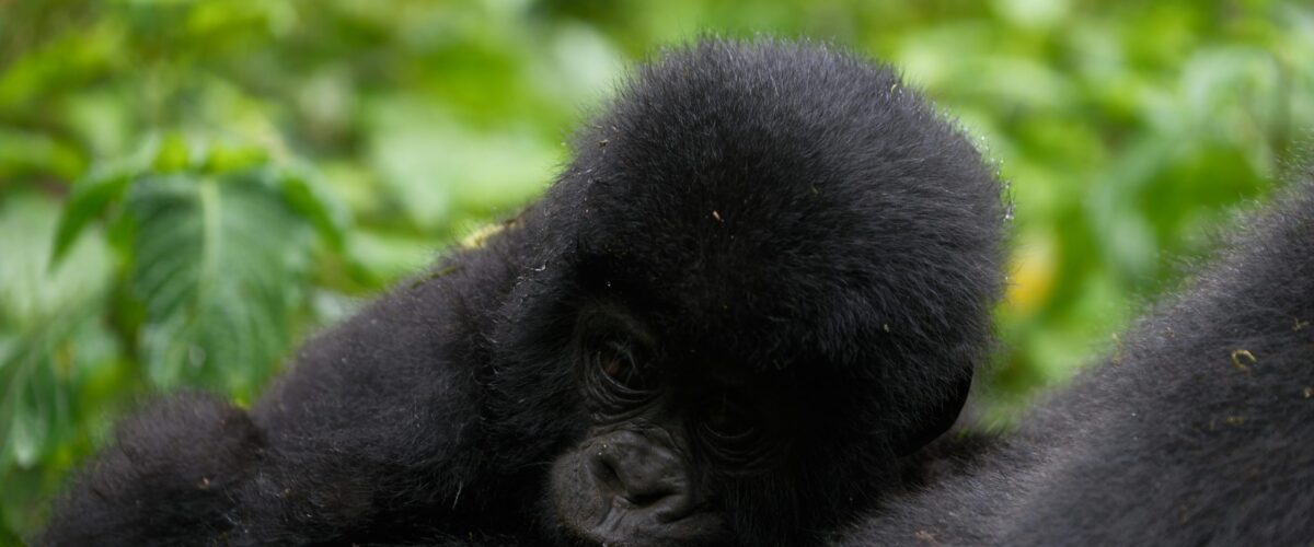 Uganda’s Dry Season Explained: What June to August Really Looks Like on Safari
