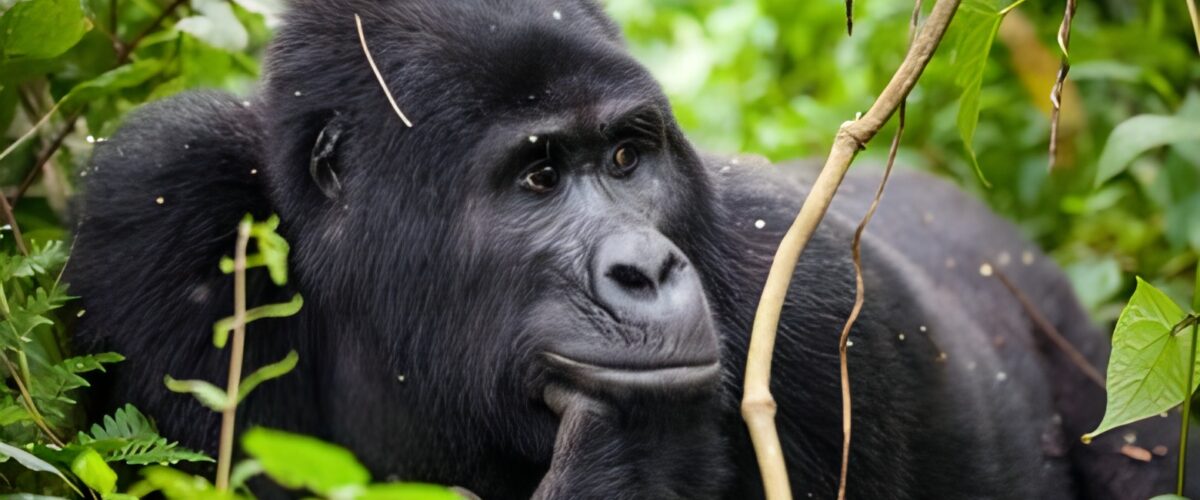 The Role of Tourism in Protecting Bwindi