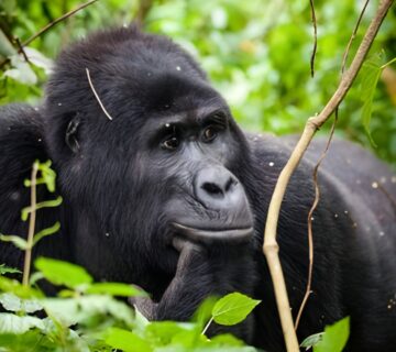 The Role of Tourism in Protecting Bwindi