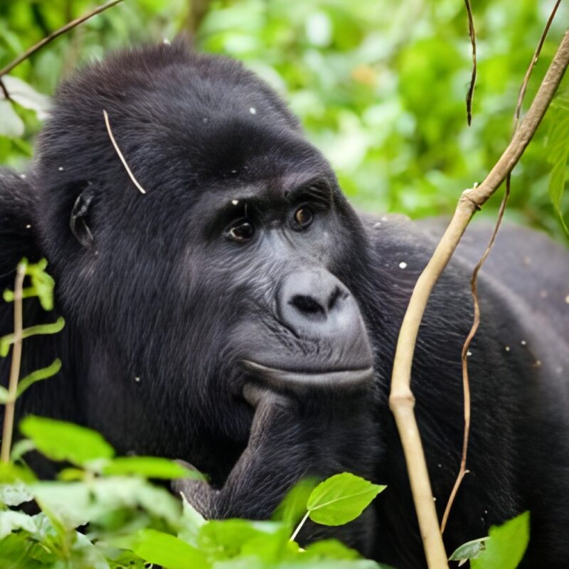 The Role of Tourism in Protecting Bwindi The Role of Tourism in Protecting Bwindi