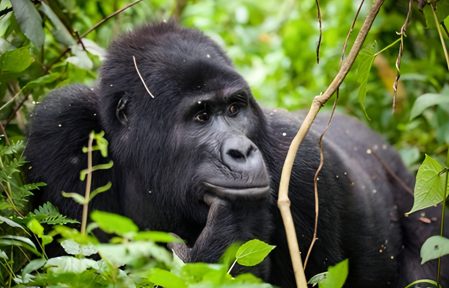 The Role of Tourism in Protecting Bwindi