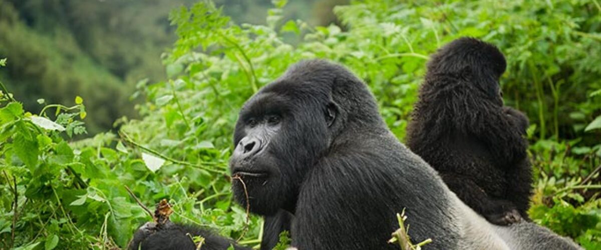 One&Only Gorilla’s Nest Review