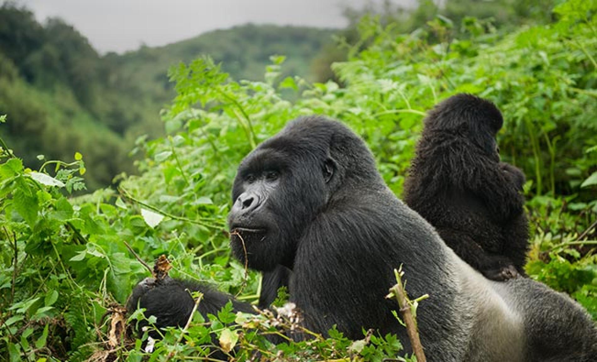One&Only Gorilla’s Nest Review