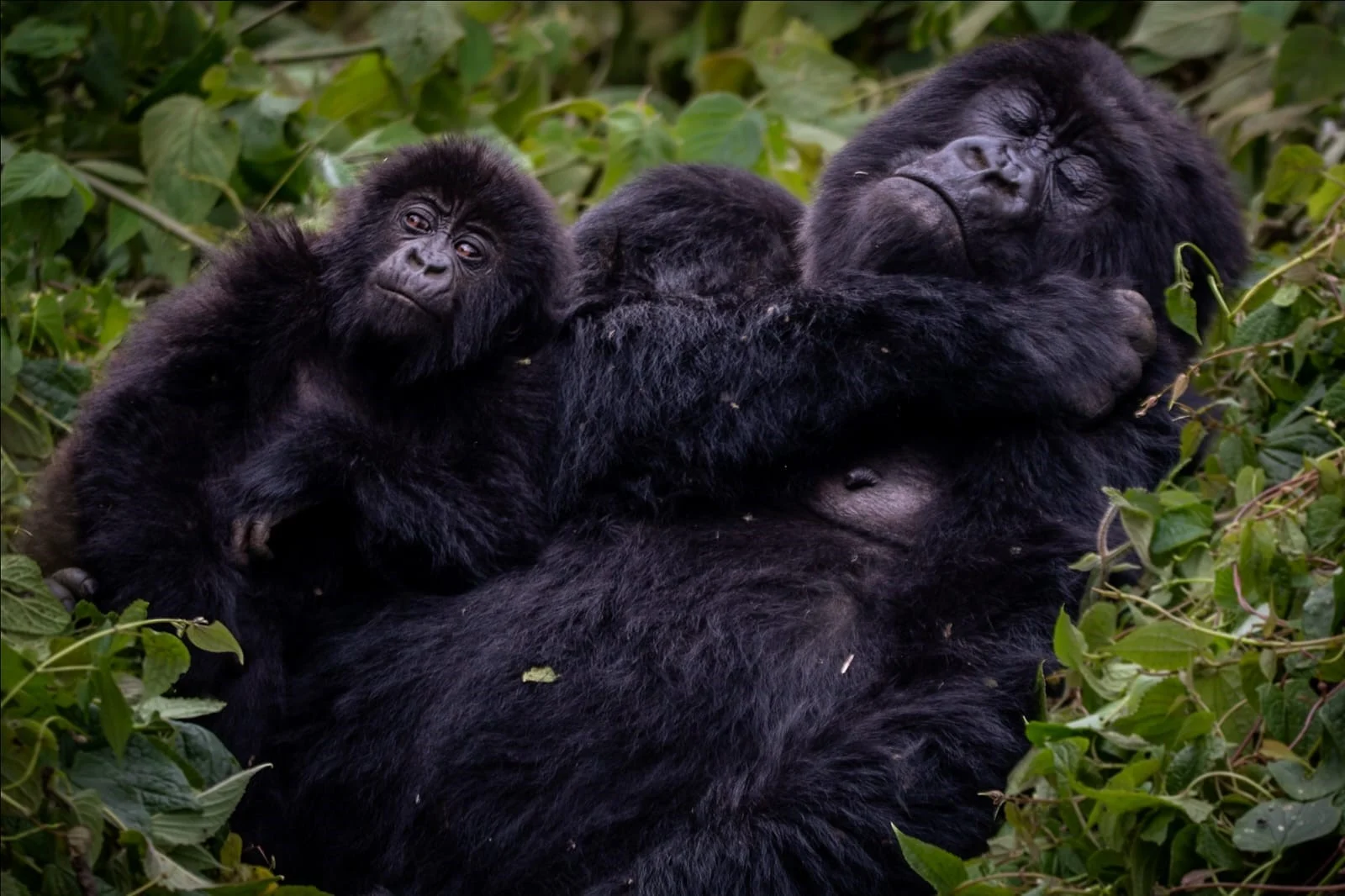 Rwanda’s 12 Gorilla Families