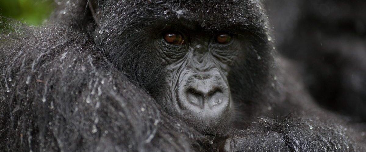 Is It Worth Visiting Uganda in the Rainy Season For Safaris?