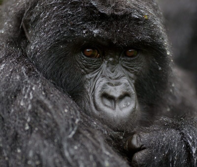 Is It Worth Visiting Uganda in the Rainy Season For Safaris?