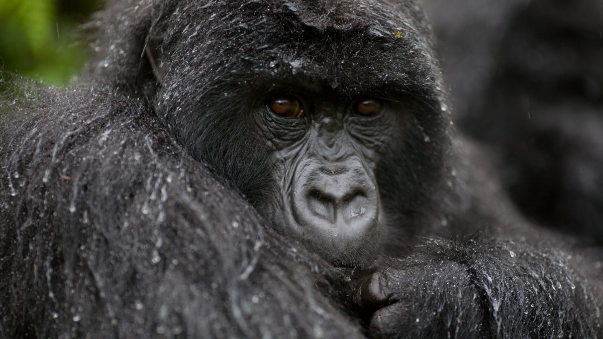 Is It Worth Visiting Uganda in the Rainy Season For Safaris?