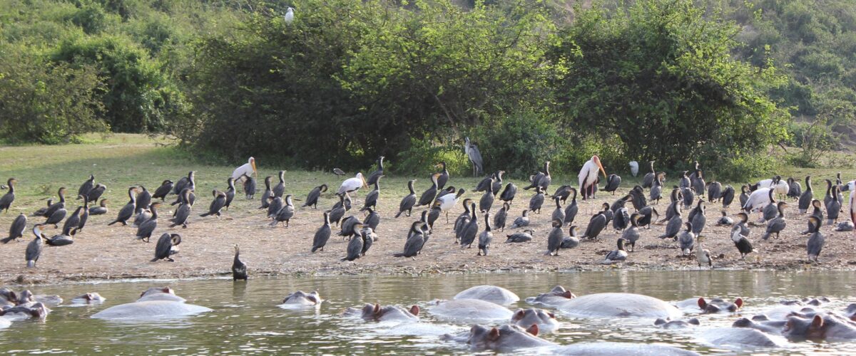 Staying at the River Station on the Kazinga Channel