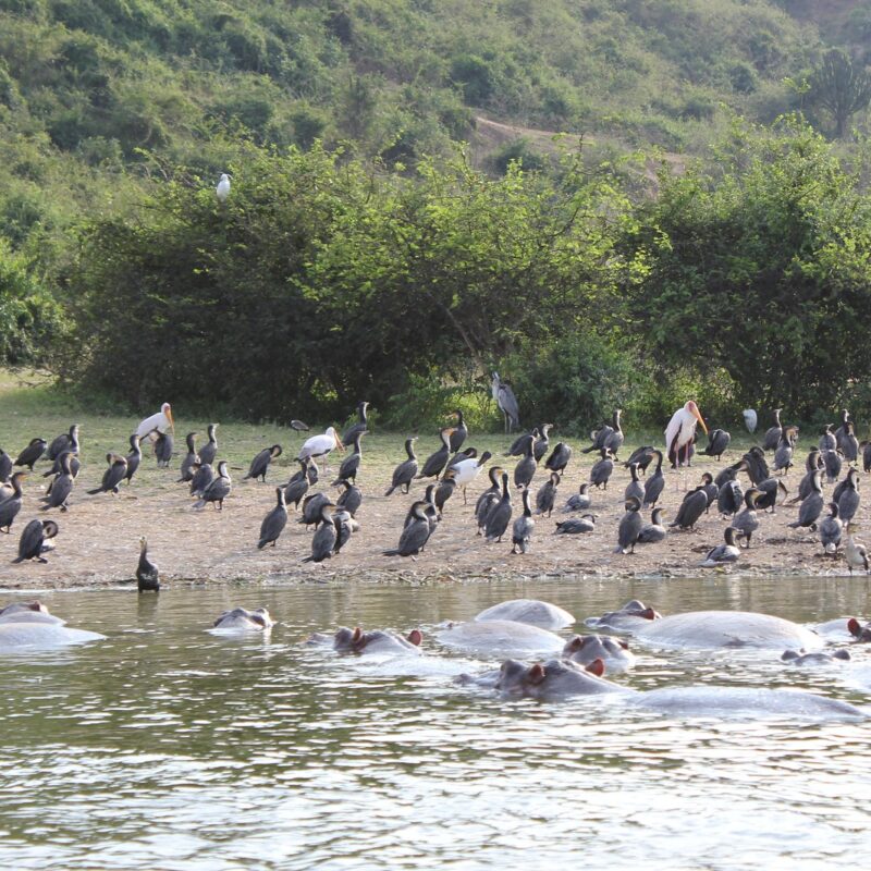 Staying at the River Station on the Kazinga Channel