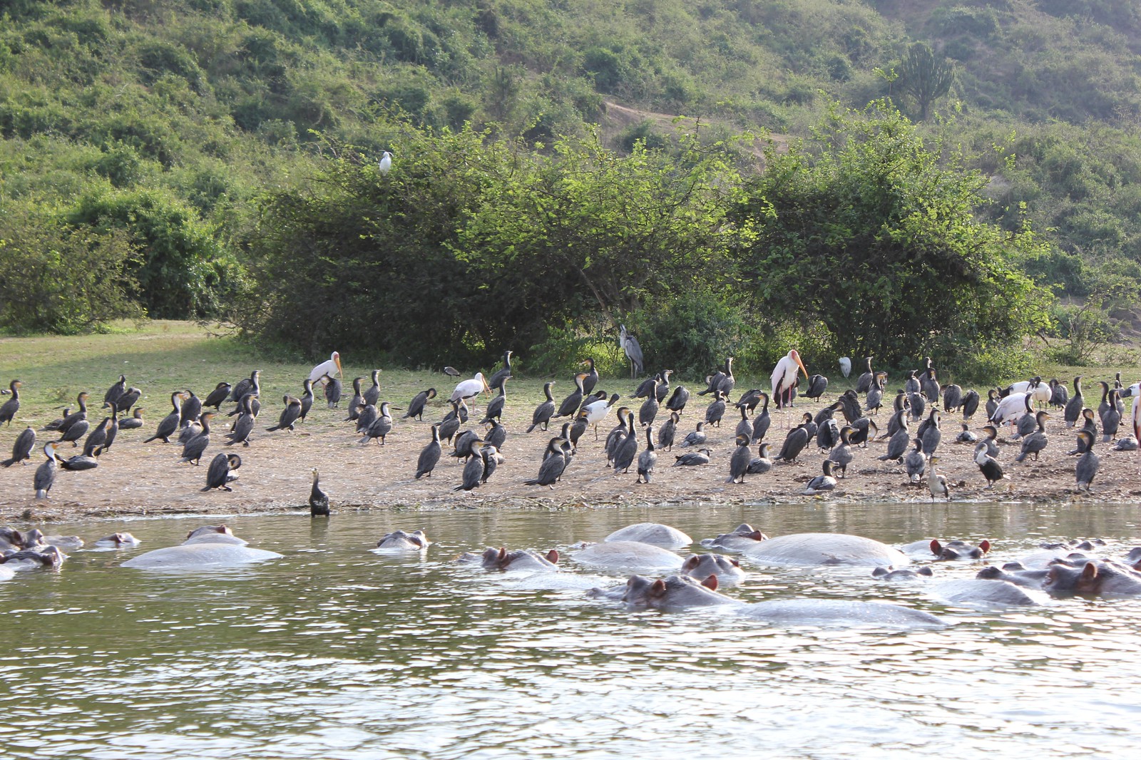Staying at the River Station on the Kazinga Channel