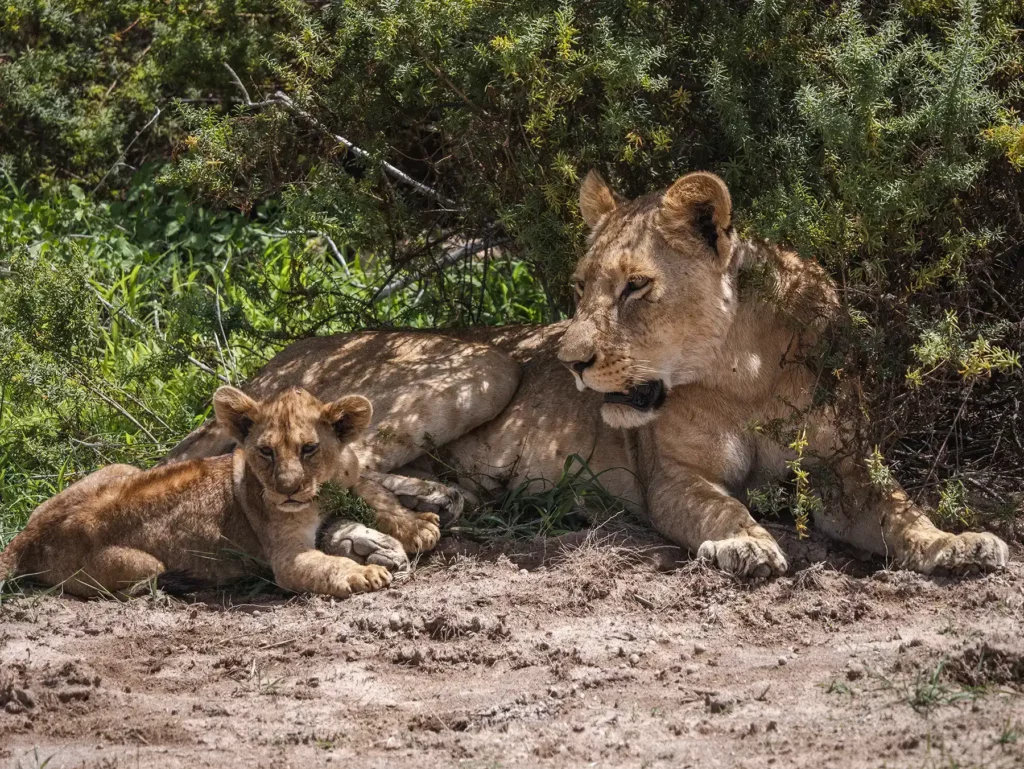 Kenya in the Green Season