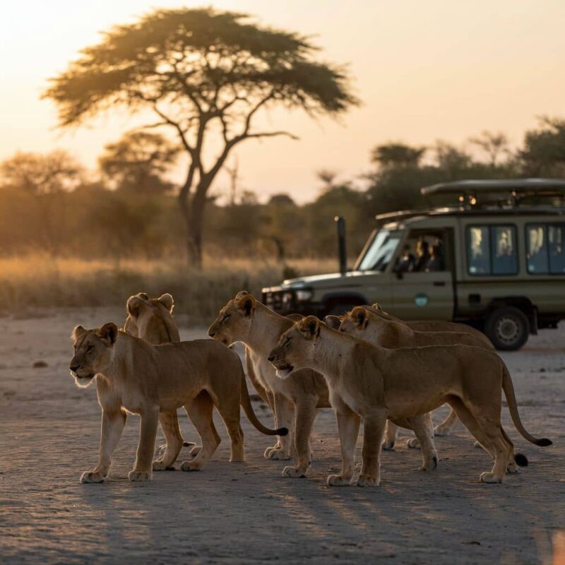 Uganda’s Big Five Uganda’s Big Five