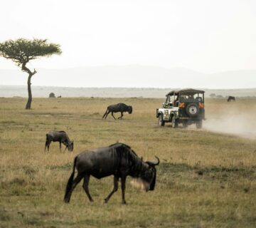 How Tourism Funds Tanzania’s Conservation