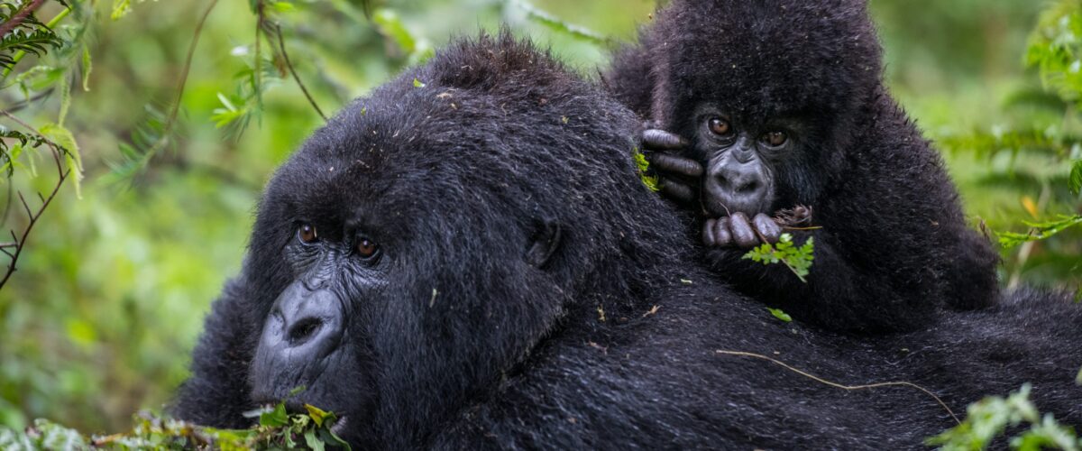 Golden Monkey Trekking in Rwanda