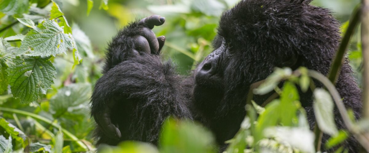 Is Rwanda’s Rainy Season Worth It?