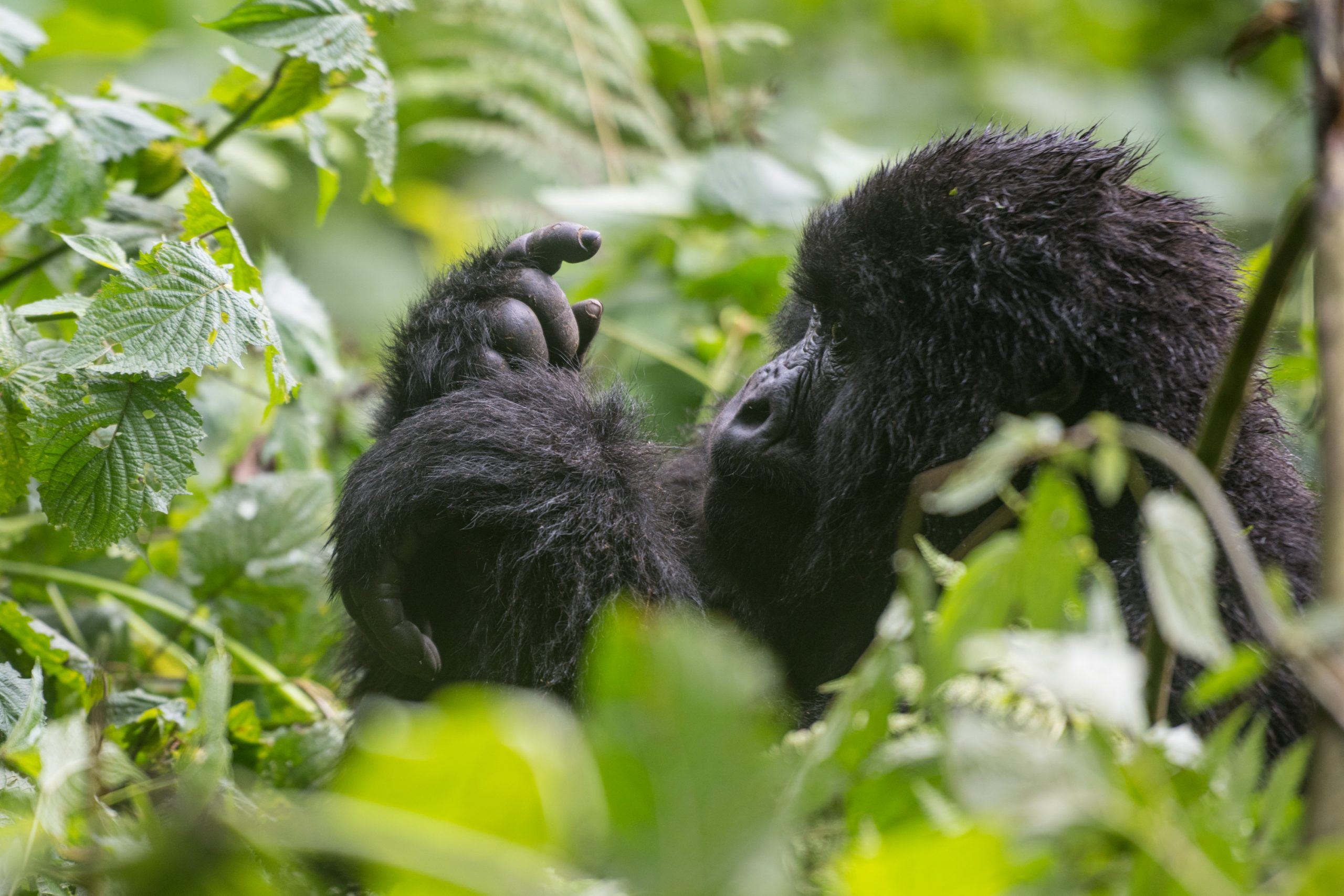 Is Rwanda’s Rainy Season Worth It?