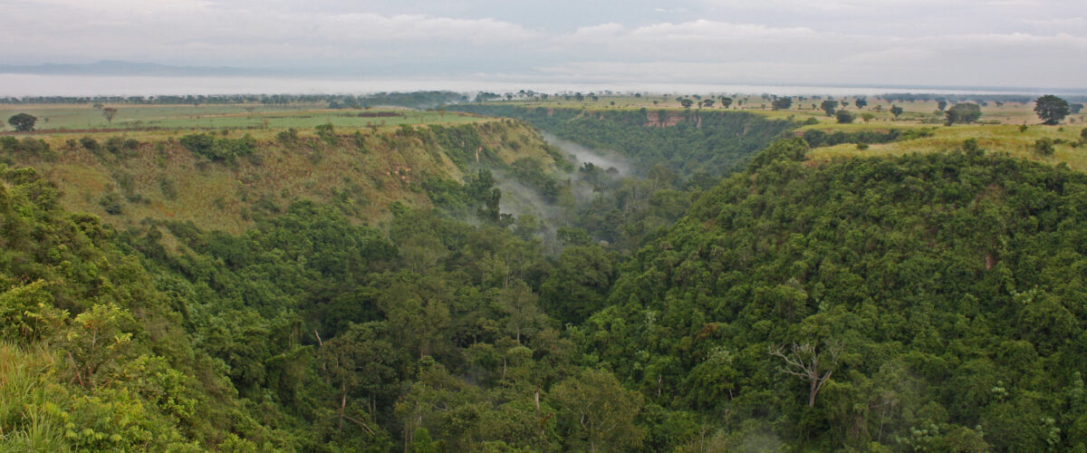 Tracking Chimpanzees in Kyambura Gorge