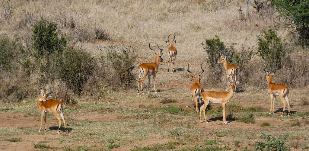 How Kenya's Private Conservancies Are Saving Wildlife